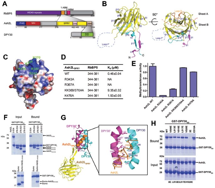 Structure of the SPRY domain of human Ash2L and its interactions