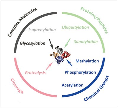 Protein Post Translational Modification Ppt - Quantitation And Modeling Of Post Translational Modifications In A Therapeutic Monoclonal Antibody From Single And Multiple Dose Monkey Pharmacokinetic Studies Using Mass Spectrometry / These modifications alter the structure of.