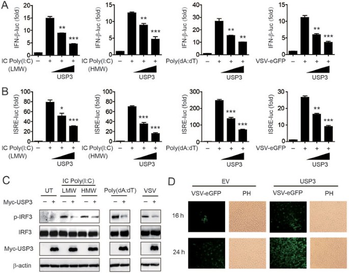 igf 1 des vs lr3 reddit USP3 inhibits type I interferon signaling by deubiquitinating RIG-I-like receptors 6 month progress - Size:25g 4pack