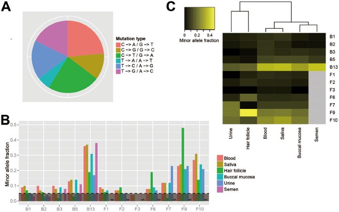 A mosaic maternal splice donor mutation in the EHMT1 gene leads to aberrant  transcripts and to Kleefstra syndrome in the offspring