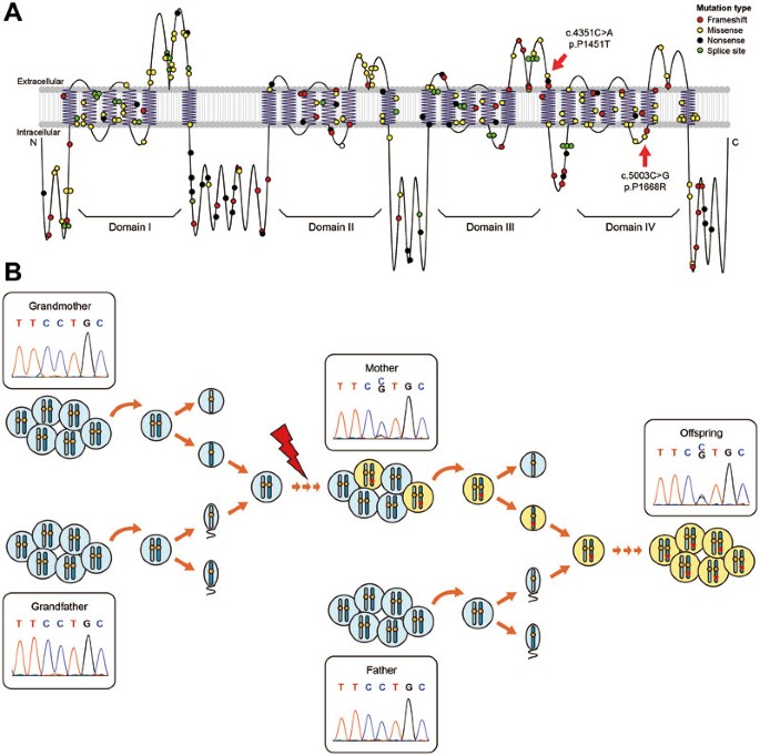 A mosaic maternal splice donor mutation in the EHMT1 gene leads to aberrant  transcripts and to Kleefstra syndrome in the offspring