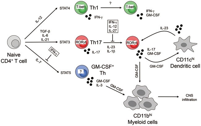 Producing gm-csf: a unique t helper subset?