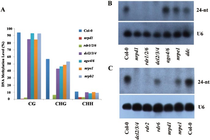 dicer independent rna directed dna