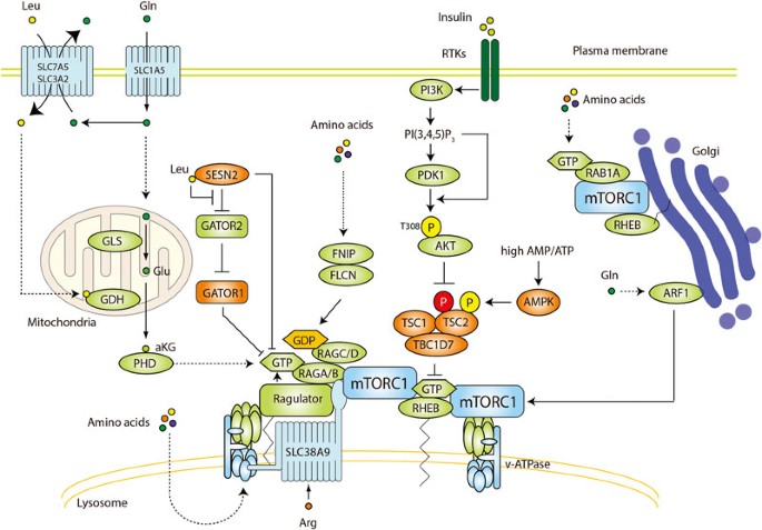 Multiple Amino Acid Sensing Inputs To Mtorc1 Cell Research