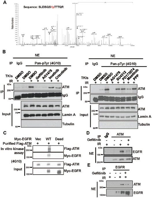 Tyrosine 370 phosphorylation of atm positively regulates dna damage response