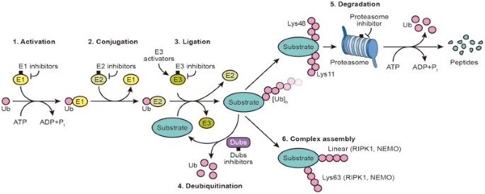 Drugging the undruggables: exploring the ubiquitin system for drug 