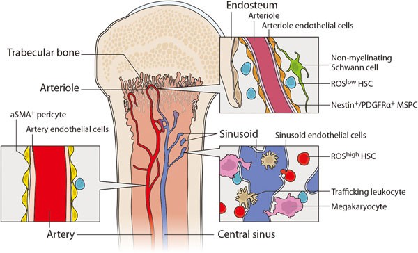 Dissecting the bone marrow hsc niches
