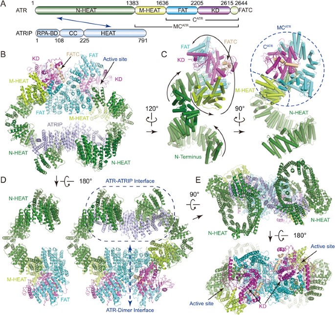 Cryo Em Structure Of Human Atr Atrip Complex Cell Research