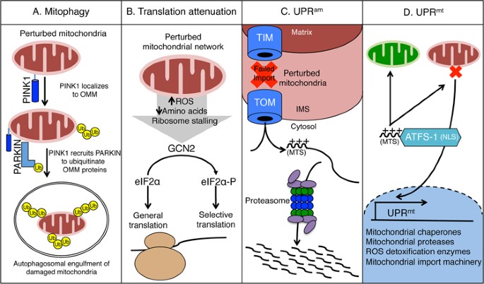 Uprmt regulation and output: a stress response mediated by mitochondrial-nuclear communication