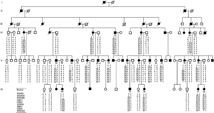 PDF) Identification of de novo EP300 and PLAU variants in a patient with Rubinstein–Taybi syndrome-related arterial vasculopathy and skeletal anomaly