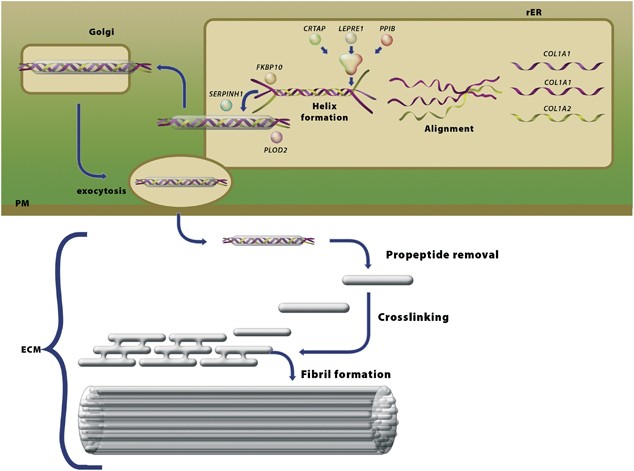 EMQN best practice guidelines for the laboratory diagnosis of osteogenesis  imperfecta | European Journal of Human Genetics