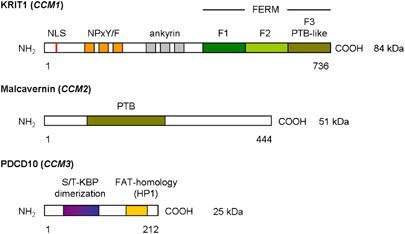 Cerebral cavernous malformations: from molecular pathogenesis to genetic counselling and clinical management
