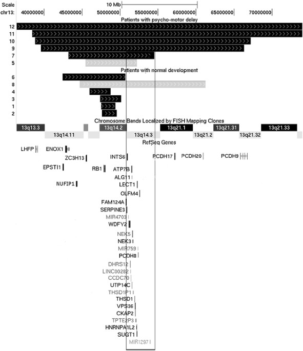 Fine mapping of whole rb1 gene deletions in retinoblastoma patients confirms pcdh8 as a candidate gene for psychomotor delay