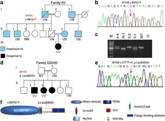 Novel myosin mutations for hereditary hearing loss revealed by targeted genomic capture and massively parallel sequencing