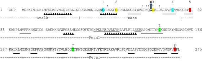 Identification of de novo EP300 and PLAU variants in a patient with  Rubinstein–Taybi syndrome-related arterial vasculopathy and skeletal  anomaly