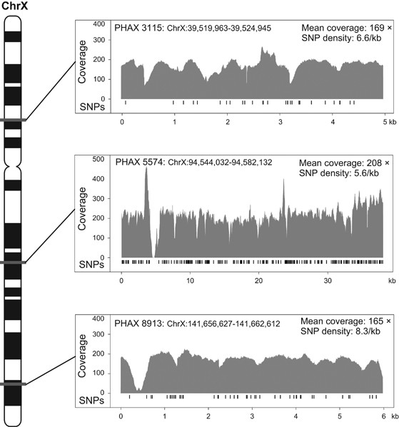 Signatures of human european palaeolithic expansion shown by resequencing of non-recombining x-chromosome segments