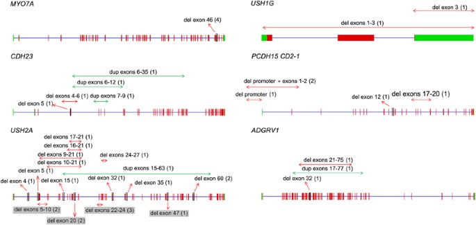 An innovative strategy for the molecular diagnosis of Usher syndrome  identifies causal biallelic mutations in 93% of European patients |  European Journal of Human Genetics