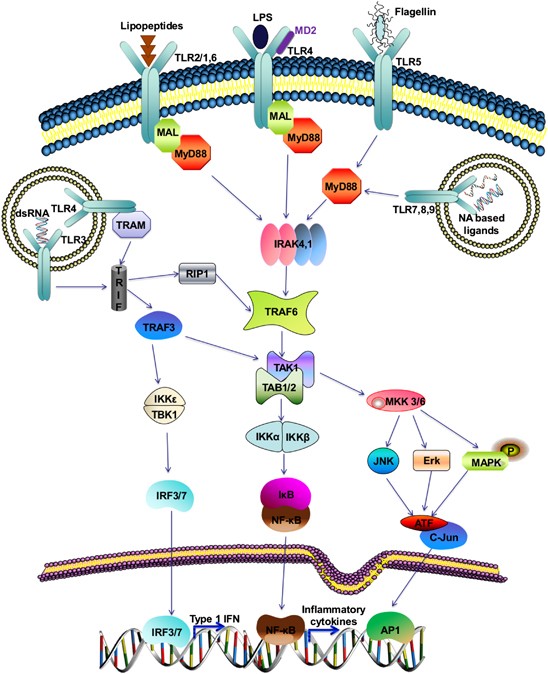 Negative Regulatory Approaches To The Attenuation Of Toll-like Receptor Signaling | Experimental & Molecular Medicine Negative Regulatory Approaches To The Attenuation Of Toll-like Receptor Signaling | Experimental & Molecular Medicine