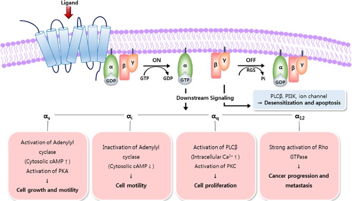 Opportunities for therapeutic antibodies directed at G-protein