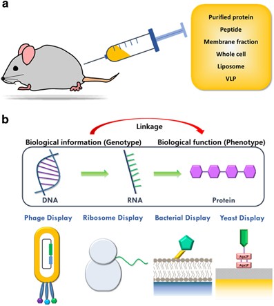 Opportunities for therapeutic antibodies directed at G-protein