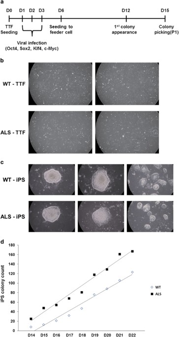 Motor neurons derived from als-related mouse ips cells recapitulate pathological features of als