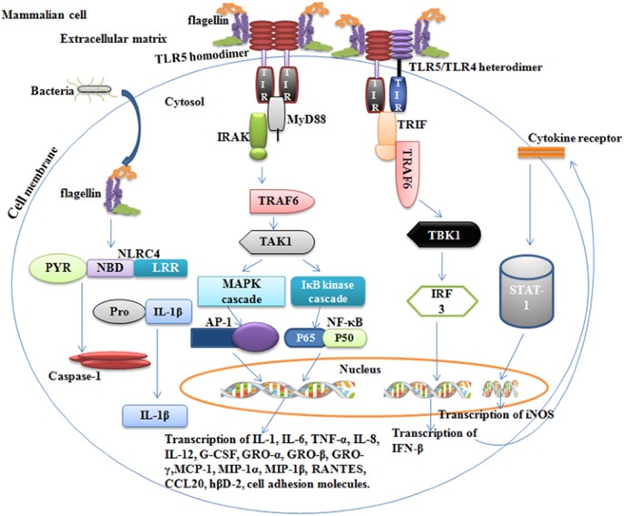 Bacterial flagellin—a potent immunomodulatory agent | Experimental &  Molecular Medicine