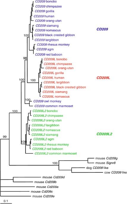 The evolutionary history of the cd209 (dc-sign) family in humans and non-human primates