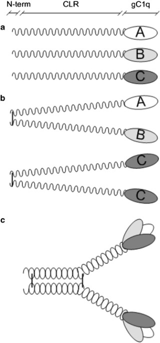 Molecular basis of hereditary c1q deficiency—revisited: identification of several novel disease-causing mutations