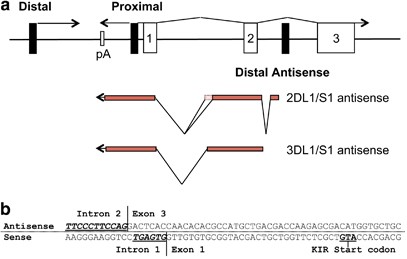 identification of a kir antisense