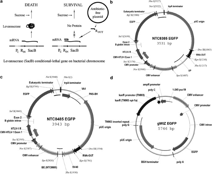 Improved Antibiotic Free Plasmid Vector Design By Incorporation Of Transient Expression Enhancers Gene Therapy