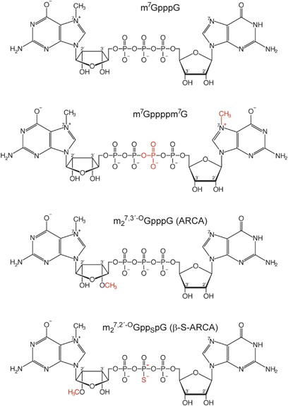 Phosphorothioate Cap Analogs Increase Stability And Translational Efficiency Of Rna Vaccines In Immature Dendritic Cells And Induce Superior Immune Responses In Vivo Gene Therapy