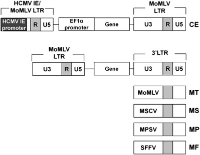 A retroviral vector suitable for ultrasound image-guided gene delivery to mouse brain