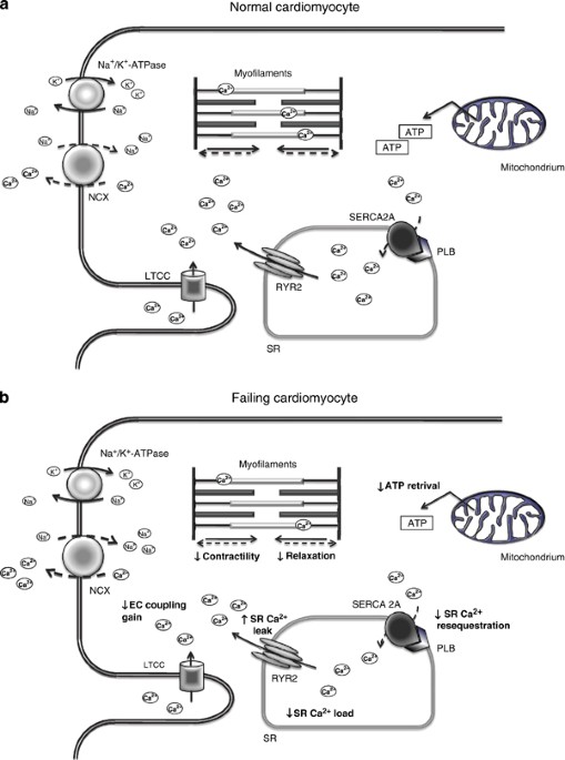 Targeting S100a1 In Heart Failure Gene Therapy