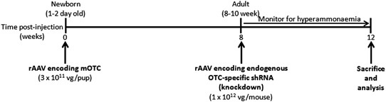 Aav Encoded Otc Activity Persisting To Adulthood Following Delivery To Newborn Spf Ash Mice Is Insufficient To Prevent Shrna Induced Hyperammonaemia Gene Therapy
