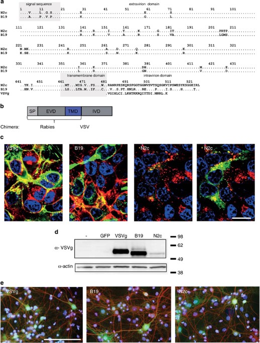 Chimeric Rabies Sadb19 Vsvg Pseudotyped Lentiviral Vectors Mediate Long Range Retrograde Transduction From The Mouse Spinal Cord Gene Therapy