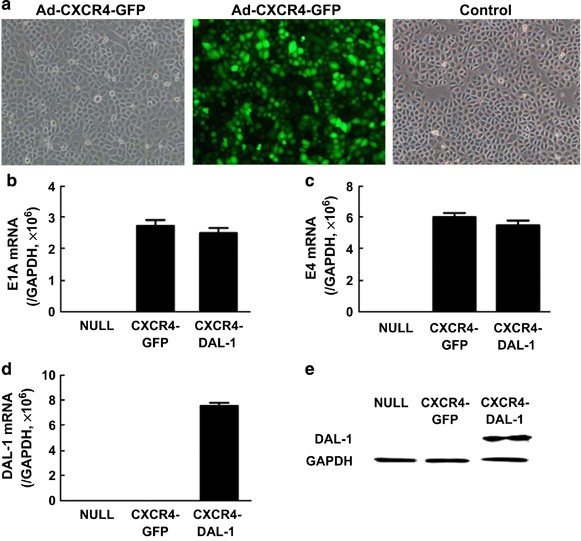 The targeted inhibitory effects of human amniotic fluid stem cells carrying cxcr4 promoter and dal-1 on non-small cell lung carcinoma growth
