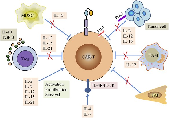 Interleukin-armed chimeric antigen receptor-modified t cells for cancer immunotherapy