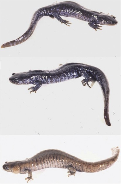 Sex in unisexual salamanders: discovery of a new sperm donor with ancient  affinities | Heredity