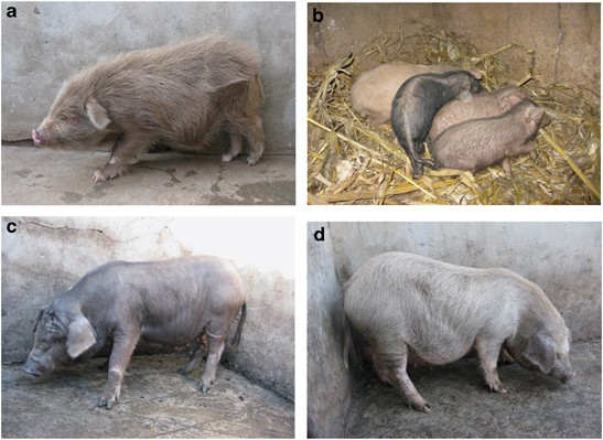 A 6-bp deletion in the tyrp1 gene causes the brown colouration phenotype in chinese indigenous pigs