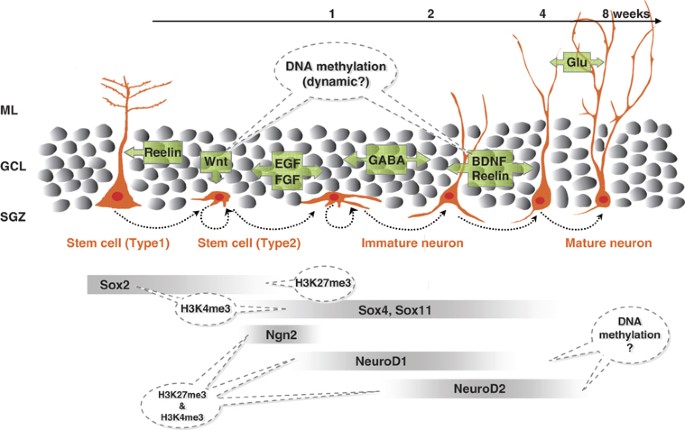 dihexa neurogenesis Epigenetic regulation of neurogenesis in the adult hippocampus