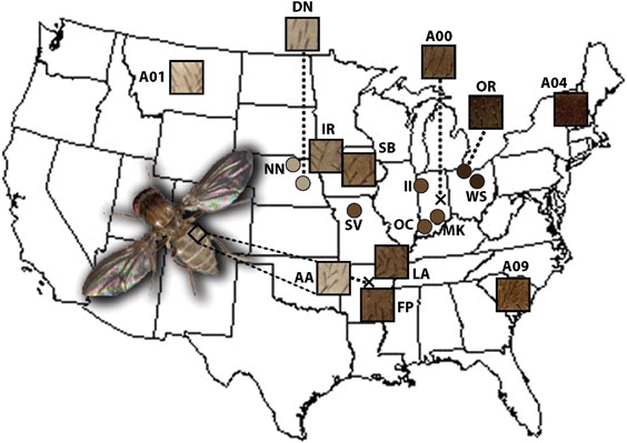 Local adaptation for body color in drosophila americana