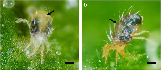 Testing for reproductive interference in the population dynamics of two congeneric species of herbivorous mites