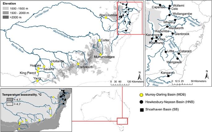 Purifying Selection And Genetic Drift Shaped Pleistocene Evolution Of The Mitochondrial Genome In An Endangered Australian Freshwater Fish Heredity