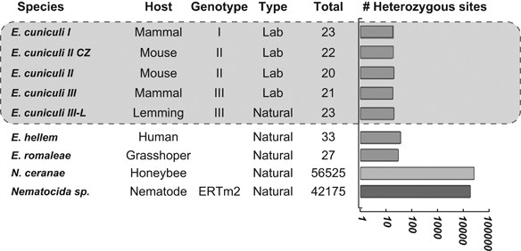 The Genome Of An Encephalitozoon Cuniculi Type Iii Strain Reveals Insights Into The Genetic Diversity And Mode Of Reproduction Of A Ubiquitous Vertebrate Pathogen Heredity