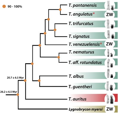 Highly Conserved Z And Molecularly Diverged W Chromosomes In The Fish Genus Triportheus Characiformes Triportheidae Heredity