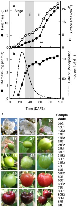 PDF) Effect of sweet cherry genes PaLACS2 and PaATT1 on cuticle