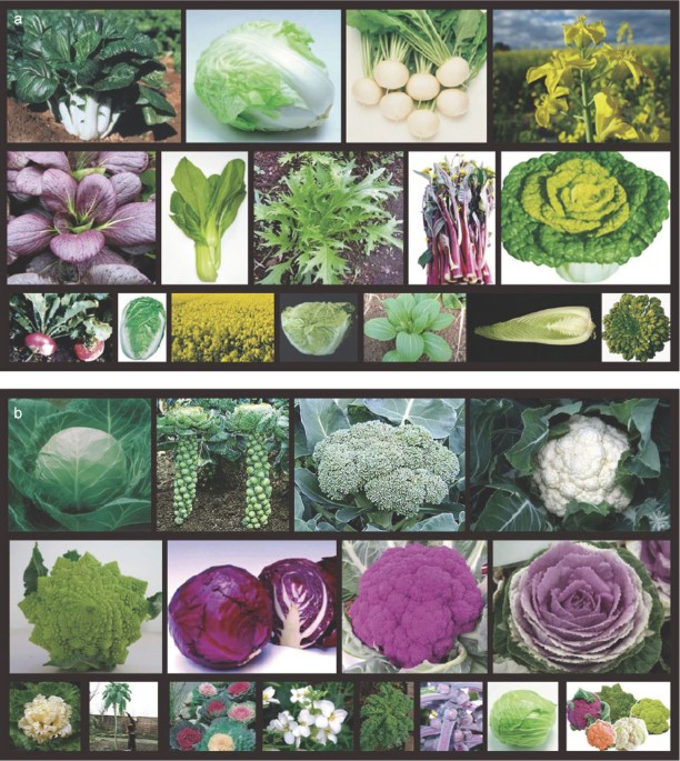 Genome triplication drove the diversification of Brassica plants |  Horticulture Research