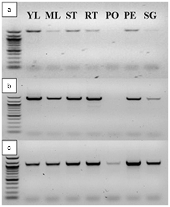 Controlling Plant Architecture By Manipulation Of Gibberellic Acid Signalling In Petunia Horticulture Research