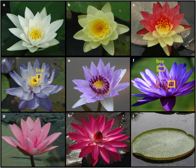 Water lilies as emerging models for Darwin's abominable mystery