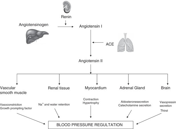 Reinventing The Ace Inhibitors Some Old And New Implications Of
